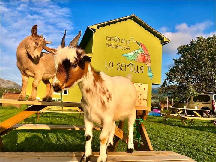 cabras en el espacio de la naturaleza la semilla cantabria