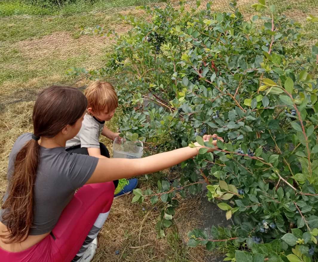 niños recogiendo arándanos en cantabria