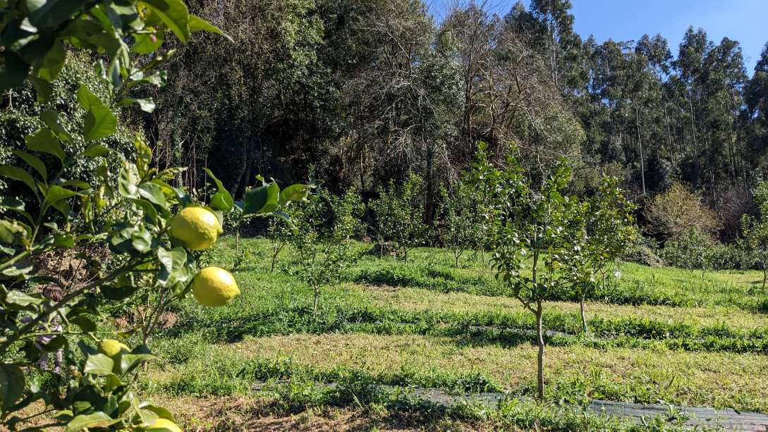 visita granja limones cantabria con niños