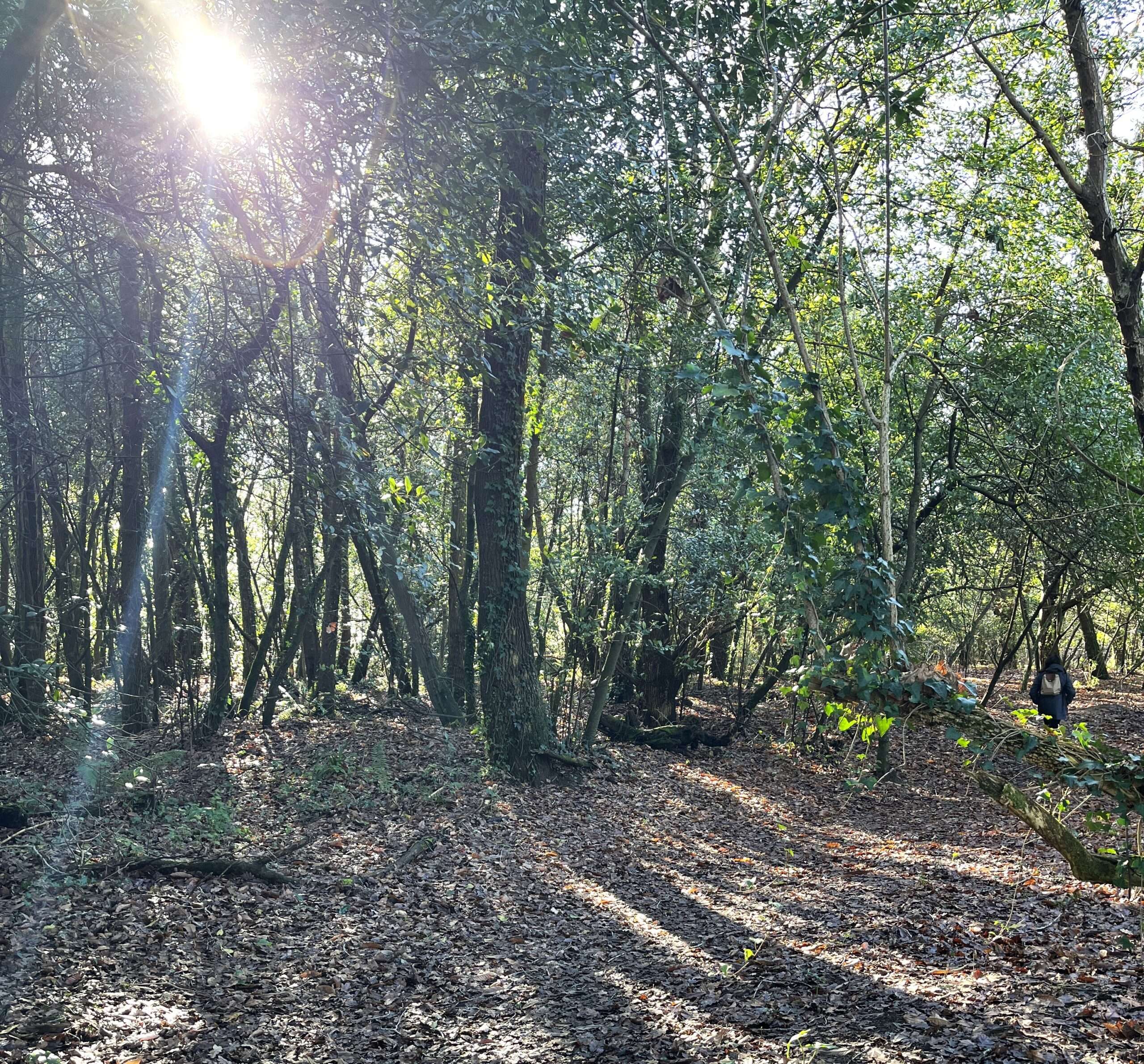bosque rio saja en barcenaciones