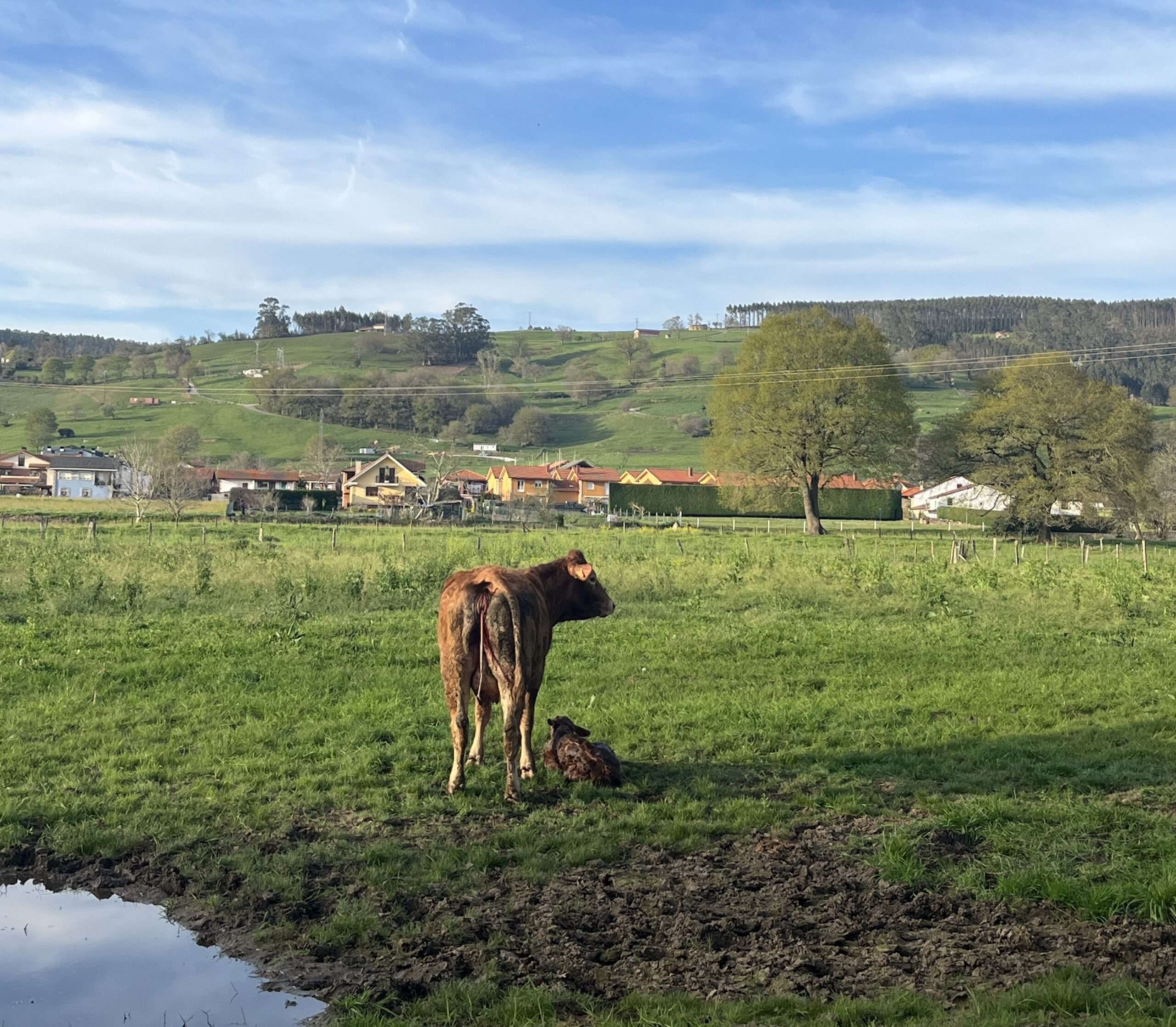 Jatuca recién nacida junto a su madre la vaca en Cantabria