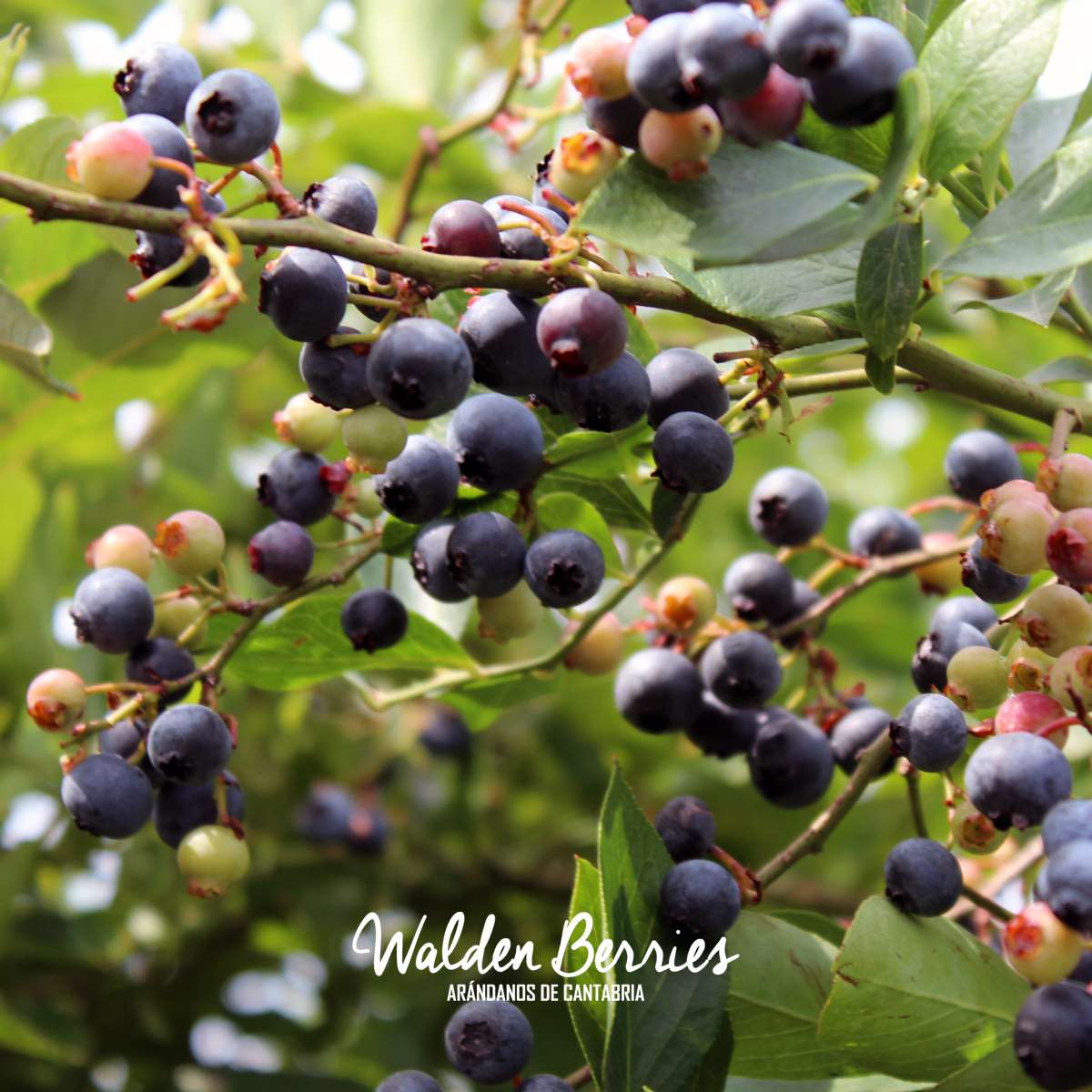 arandanos walden berries